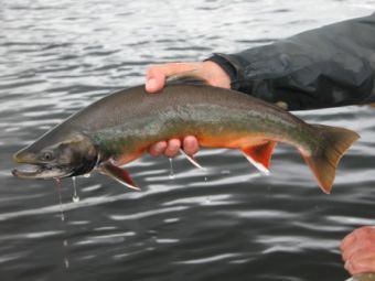 Alaska Dolly Varden