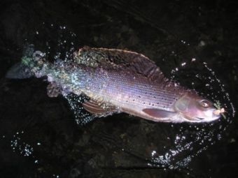 Alaska Arctic Grayling