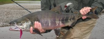 Chum Dog Salmon