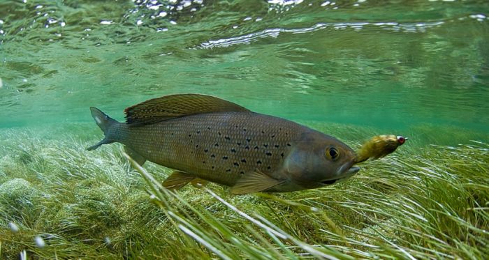 Grayling dry fly fishing