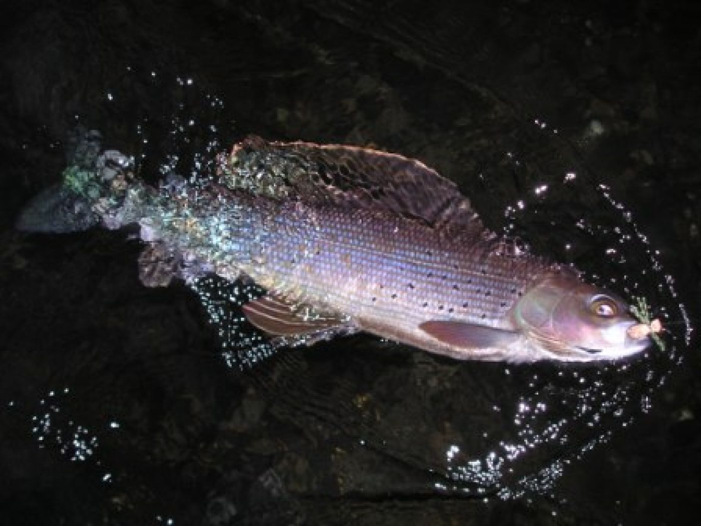 Fly Fishing Arctic Grayling - Go Fishing Canada