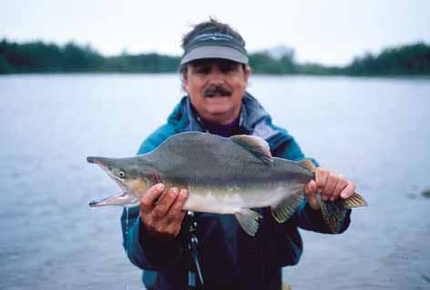 Pink Salmon (Oncorhynchus Gorbuscha) - Alaska Seafood